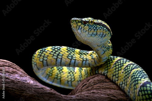 Temple pit viper on piece of wood, Indonesia photo