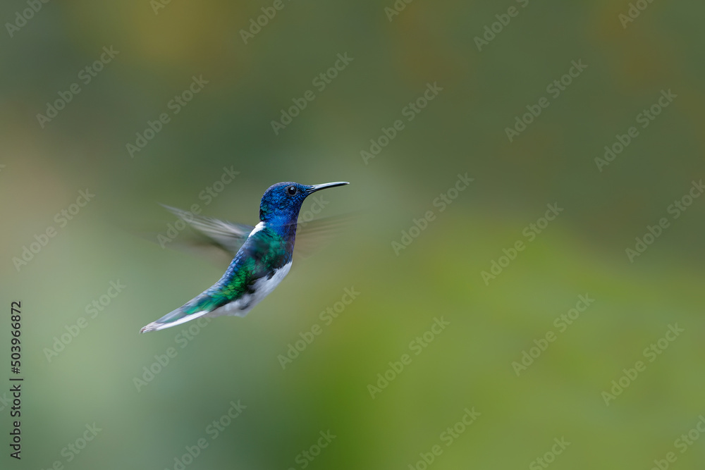 The white-necked jacobin (Florisuga mellivora) flying in the rainforest in the Northwest of Costa Rica The white-necked jacobin (Florisuga mellivora) flying in the rainforest in the Northwest of Costa Rica
