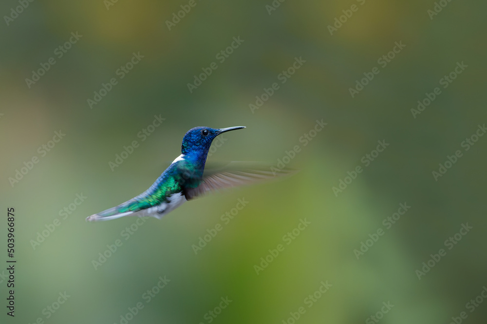 The white-necked jacobin (Florisuga mellivora) flying in the rainforest in the Northwest of Costa Rica