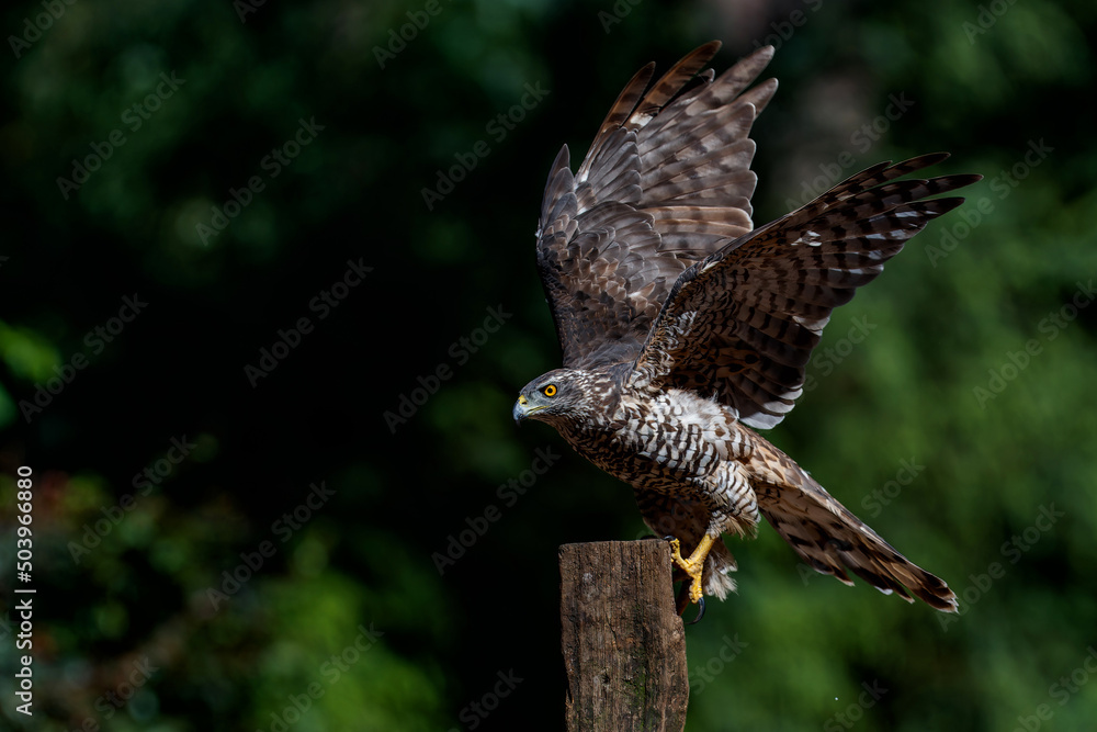 Fototapeta premium Northern goshawk (accipiter gentilis) searching for food in the forest of Noord Brabant in the Netherlands