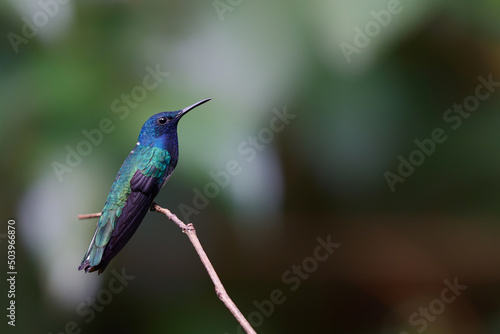 The white-necked jacobin (Florisuga mellivora) sitting on a branch in the rainforest in the Northwest of Costa Rica