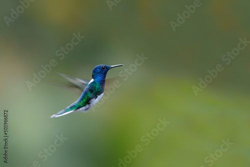 The white-necked jacobin (Florisuga mellivora) flying in the rainforest in the Northwest of Costa Rica