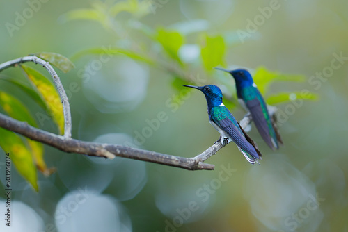 The white-necked jacobin (Florisuga mellivora) sitting on a branch in the rainforest in the Northwest of Costa Rica