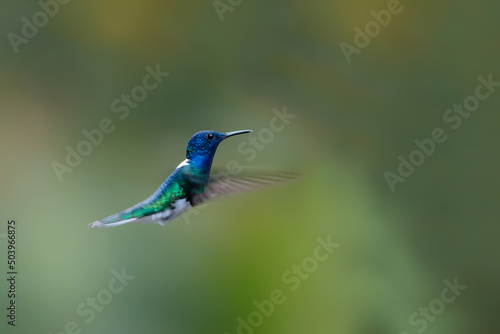 The white-necked jacobin (Florisuga mellivora) flying in the rainforest in the Northwest of Costa Rica