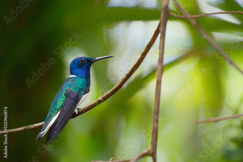 The white-necked jacobin (Florisuga mellivora) sitting on a branch in the rainforest in the Northwest of Costa Rica