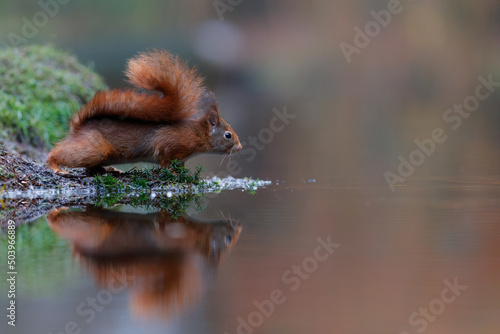 Eurasian red squirrel (Sciurus vulgaris) searching for food in the forest in the Netherlands. 