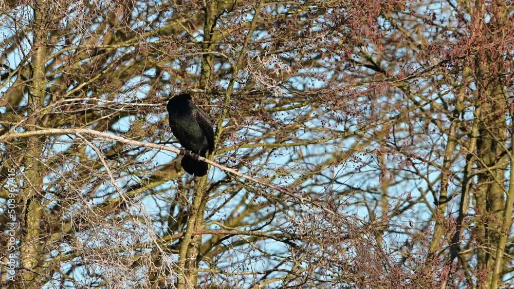 Cormorant sitting in tree cleaning his feathers, lower saxony, spring, (phalacrocorax carbo), germany Cormorant sitting in tree cleaning his feathers, lower saxony, spring, (phalacrocorax carbo), germany