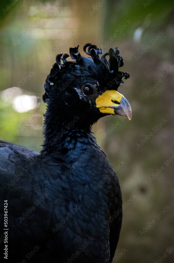 Fototapeta premium Retrato de un Crax fasciolata