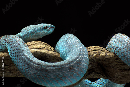 Close-up of a white-lipped island pit viper on a branch, Indonesia photo