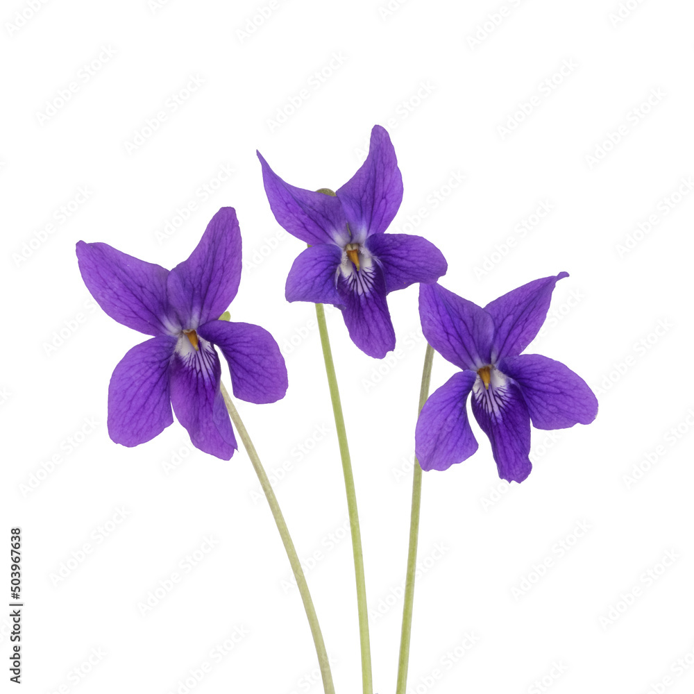 Fleurs de violette	