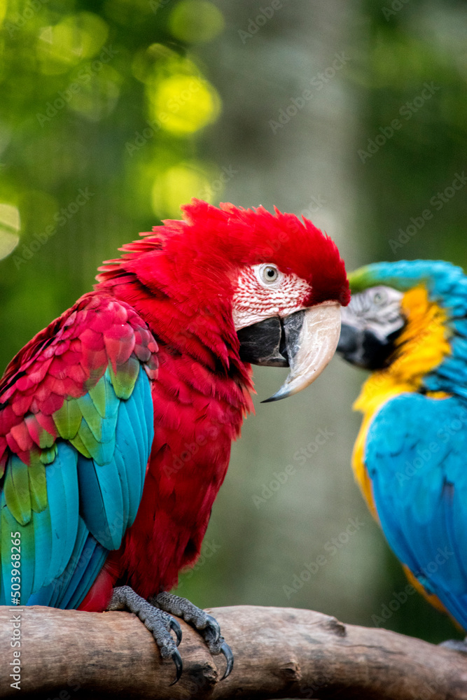 Retrato de un guacamayo escarlata