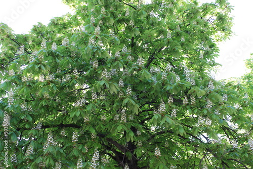 Wallpaper Mural White candles of chestnuts blossomed in the spring on the trees Torontodigital.ca