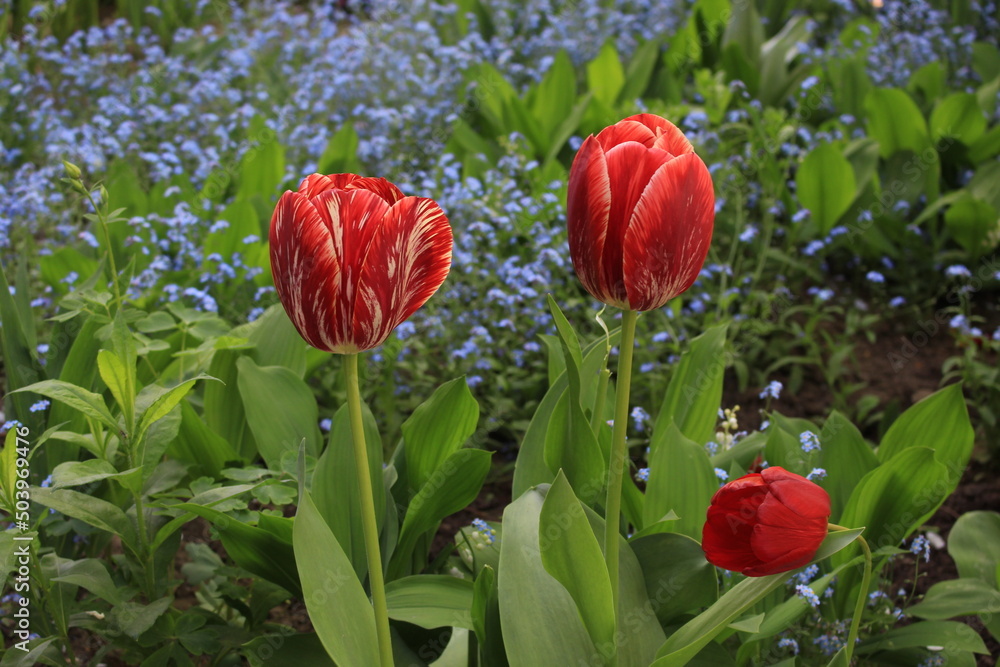 custom made wallpaper toronto digitalMulti-colored tulips bloom on a sunny spring day in a flowerbed in the park