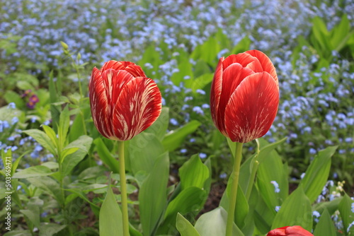 Wallpaper Mural Multi-colored tulips bloom on a sunny spring day in a flowerbed in the park Torontodigital.ca