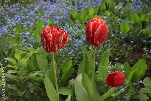 Wallpaper Mural Multi-colored tulips bloom on a sunny spring day in a flowerbed in the park Torontodigital.ca
