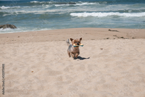 Yorkshire Terrier dog running on beach in summer holding rubber bone