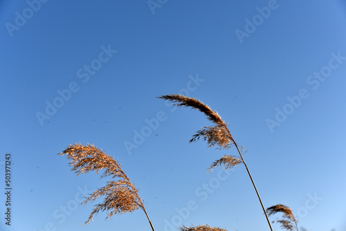 Scirpus reed is a genus of perennial and annual coastal aquatic plants of the Sedge family