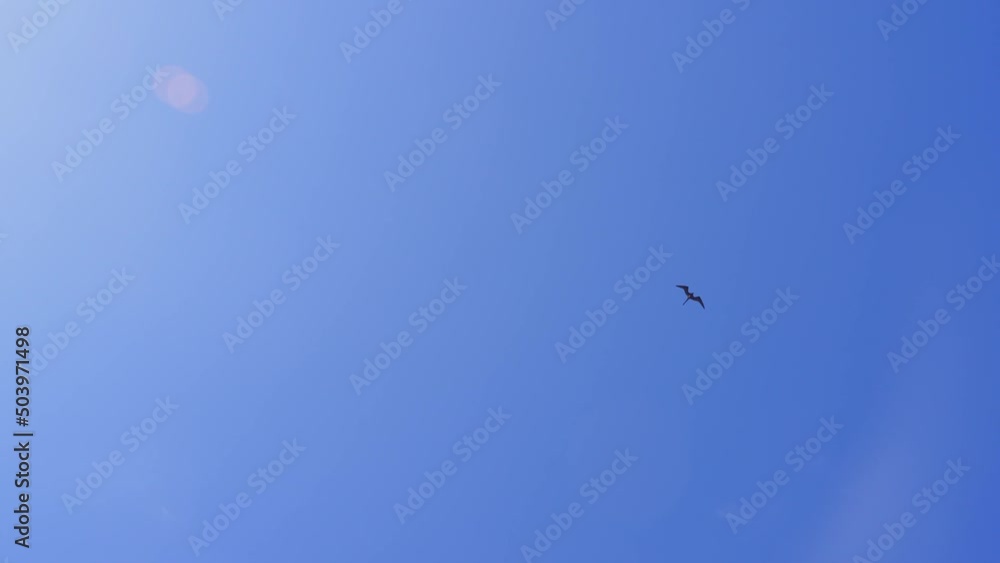 Tropical Caribbean Seabirds Flying High Above With Clear Blue Sky In The Background. 120fps Slow Motion. Tropical Caribbean Seabirds Flying High Above With Clear Blue Sky In The Background. 120fps Slow Motion.