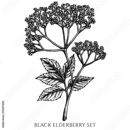 Tea herbs vintage vector illustrations collection. Black and white black elderberry.