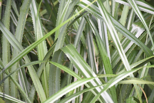 Long spiny leaves, or Screw pine, Kewda, Pandanus Odoratissimus. photo