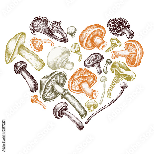 Heart design with pastel oyster mushroom, champignon, honey agaric, etc.