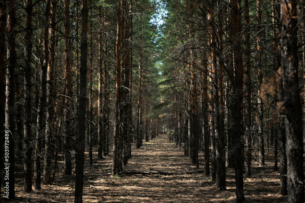 Fototapeta premium Pine forest belt near Nur-Sultan (Kazakhstan). High quality photo