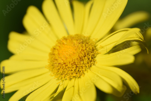 Close Up with a Bright Yellow Leopards Bane Flower