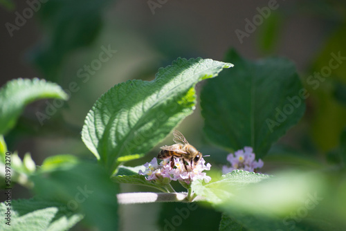 Lilac flowers and leaves of lemon balm (Lippia alba) being pollinated by the Africanized honeybee (Apis mellifera scutellata) in the city of Rio de Janeiro, Brazil.