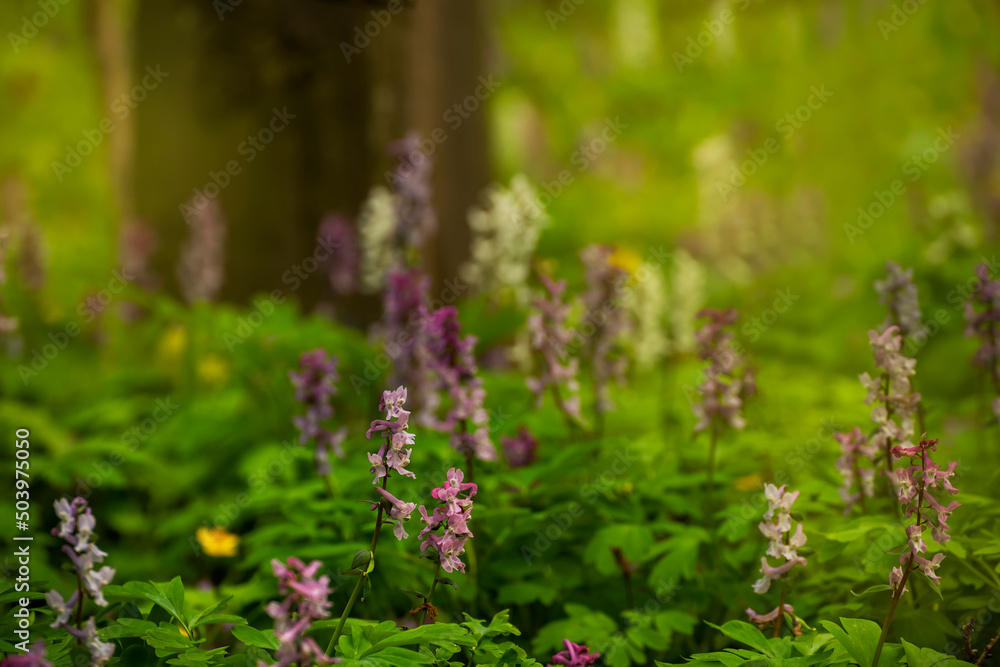 Obraz premium Blooming spring flowers in the forest.