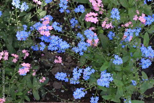 Wallpaper Mural Pink, blue and white forget-me-nots bloomed in a flower bed in a spring garden Torontodigital.ca