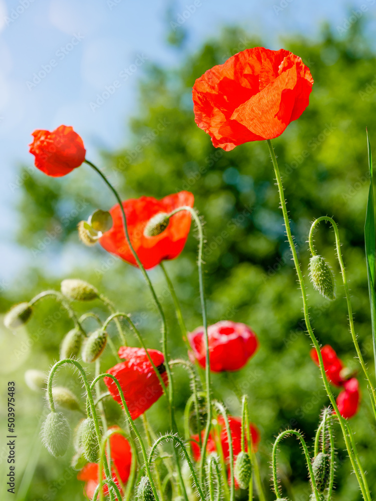Red poppy flowers. Nature background