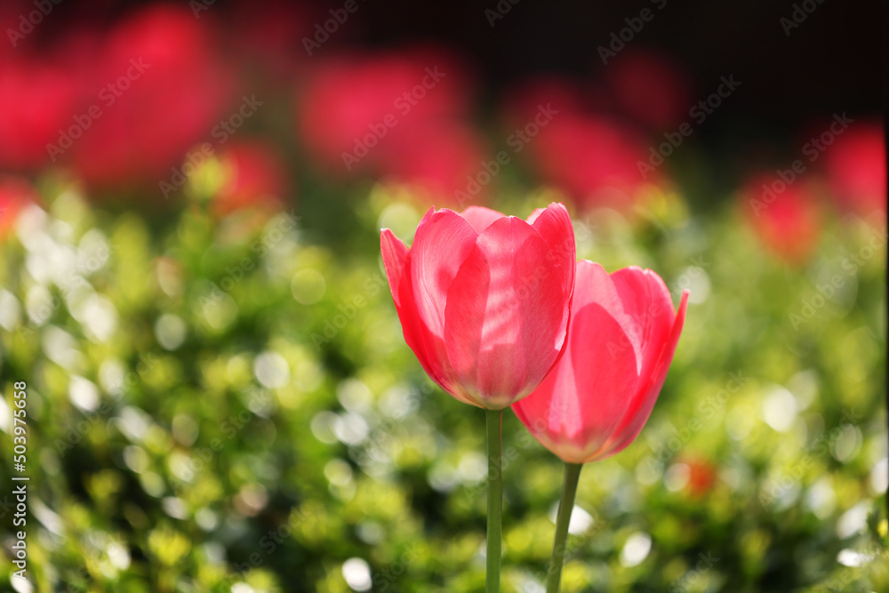 Naklejka premium Czerwone tulipany w blasku porannego słońca.