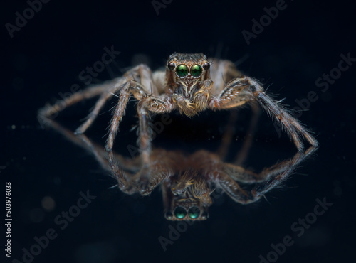 Wet jumping spider on the glass