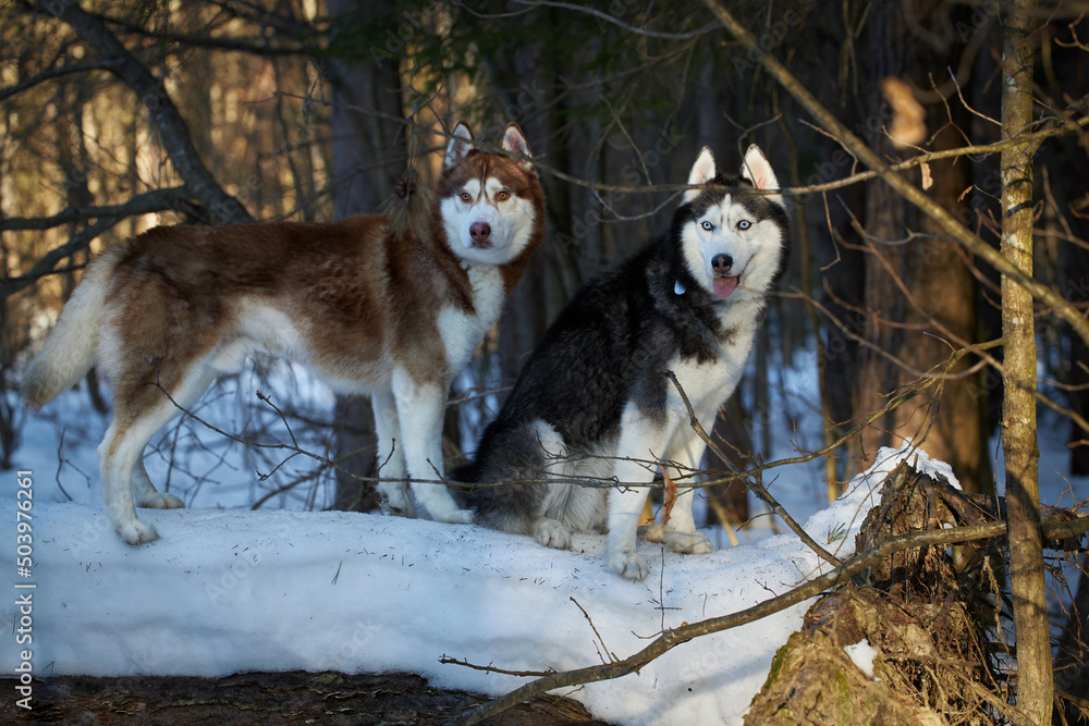 Siberian Huskies dogs on the walk in the winter sunny forest.