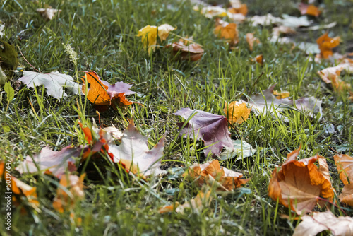 colorful autumn leaves on the grass, fallen autumn leaves