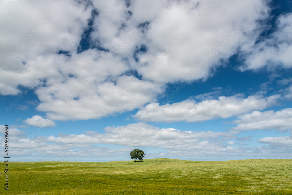 Naklejka premium Feld mit einzelnem Baum in idealer hügeliger Sommerlandschaft, Sonnenstern, plakativ