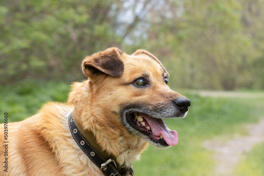 Blind in two eyes, a young dog in a shelter for homeless animals is waiting for adoption. Blind in two eyes, a young dog in a shelter for homeless animals is waiting for adoption.