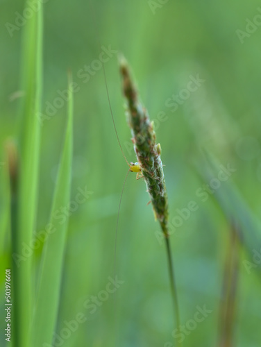 Beautiful the short winged conehead in the meadows © abdul