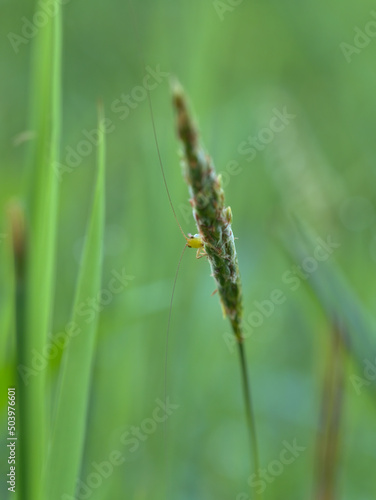 Beautiful the short winged conehead in the meadows