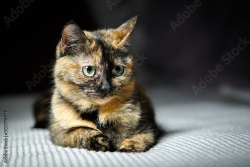 Fotografia Portrait of a three colored mongrel domestic cat.