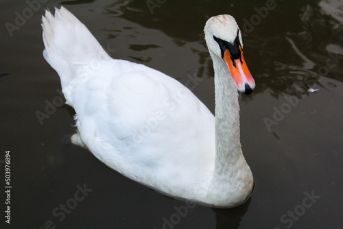 Fototapeta Naklejka Na Ścianę i Meble -  A white swan swims in the water