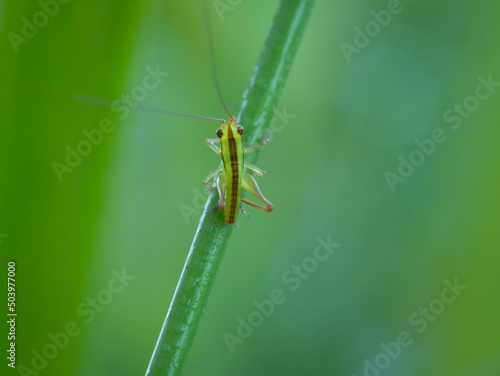 black kneed meadow katydid on the grass