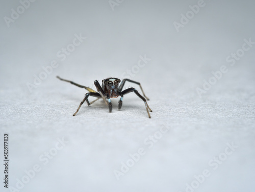 Cute little jumping spider on the white paper