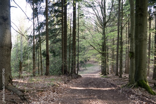 forest natural landscape of northern bohemia