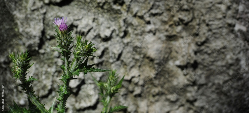 Pianta di cousinia spinosa sullo sfondo di un muro di cemento Pianta di cousinia spinosa sullo sfondo di un muro di cemento