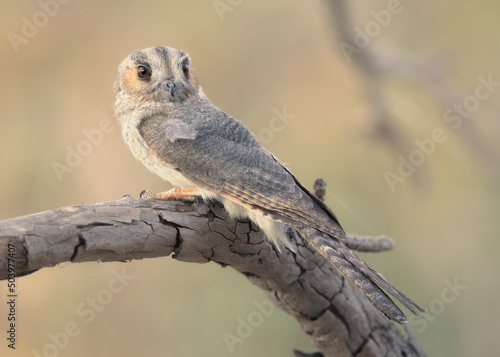 Wild owlet-nightjar (Aegotheles cristatus) perched on branch, Australia photo