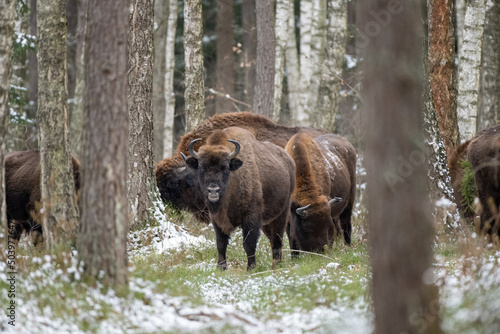 Herd of bison standing in Biaowiea Forest in winter, Poland photo