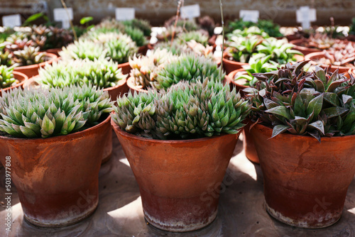 Many beautiful succulent plants as background, top view.
