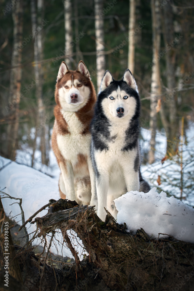 Siberian Huskies dogs on the walk in the winter forest.