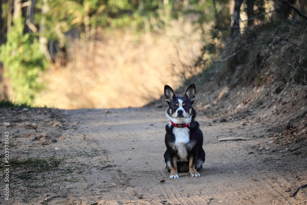 Small black and white dog with red collar sitting on sandy road on sunny day in the forest looking into the camera
